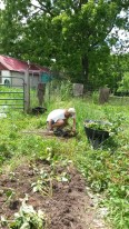Strawberry meditation: Conor planting